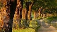 麻豆视频秋霞电影-一、兴起与蔓延